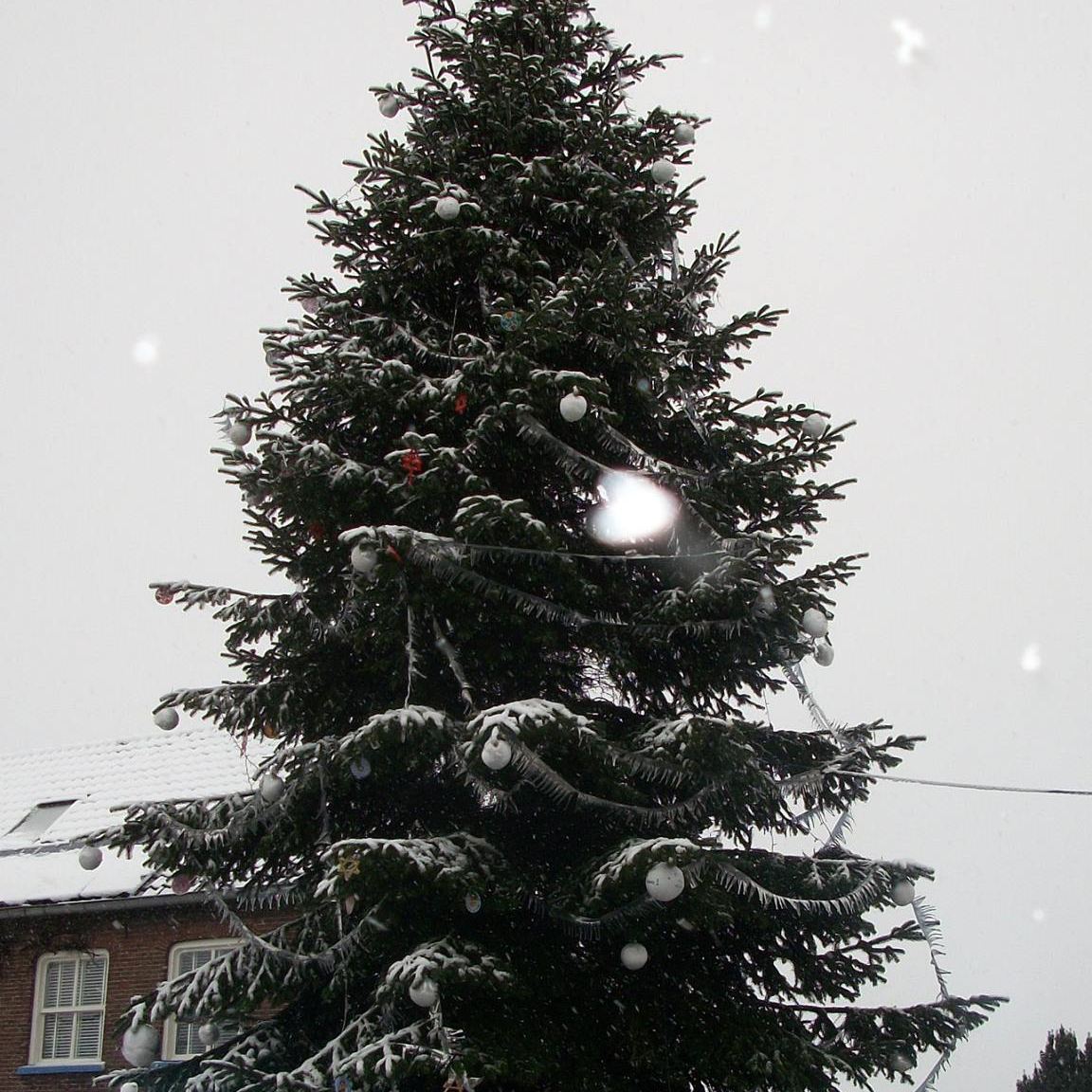 De grote kerstboom van de BSV in de sneeuw